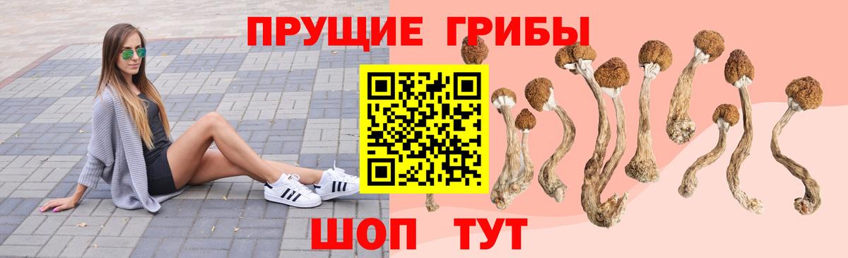 Псилоцибиновые грибы Psilocybe Советский
